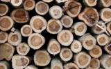 Trung Quốc ồ ạt thu mua gỗ cao su của Việt Nam