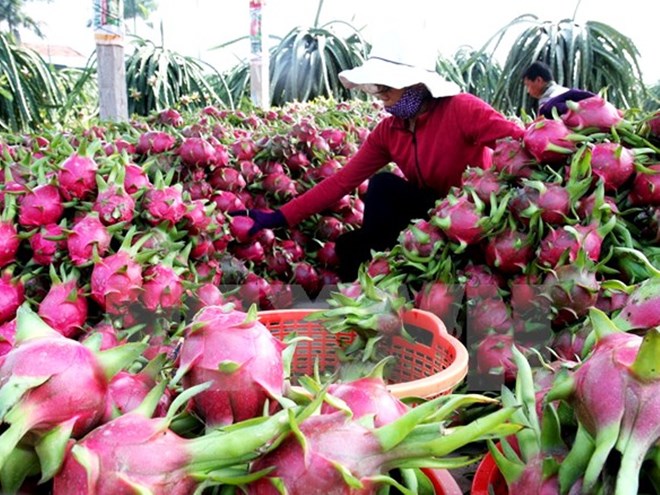 Rau quả Việt: Điểm sáng ấn tượng trên bức tranh xuất khẩu nông sản