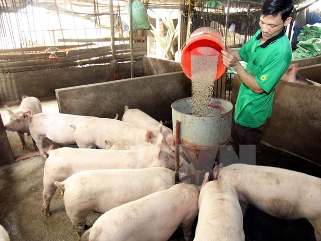 Nông hộ chăn nuôi lợn khốn đốn vì thương lái Trung Quốc giảm mua