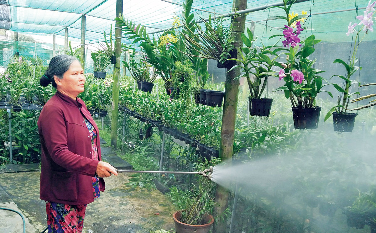 Nhà vườn lo tết