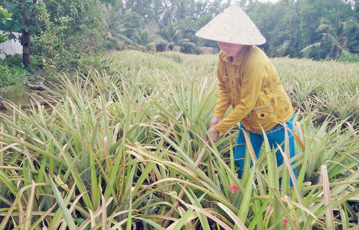 Nhà vườn lo tết