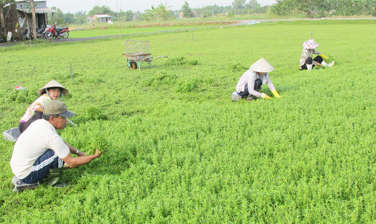 Cần Giuộc: Hướng đến phát triển vùng sản xuất rau ứng dụng công nghệ cao