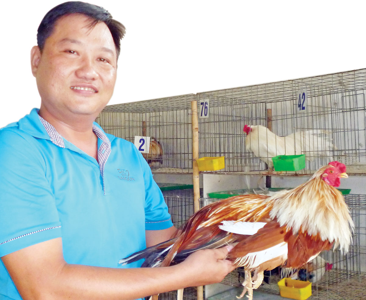 Ngày xuân chơi gà cảnh, gà đá nghệ thuật