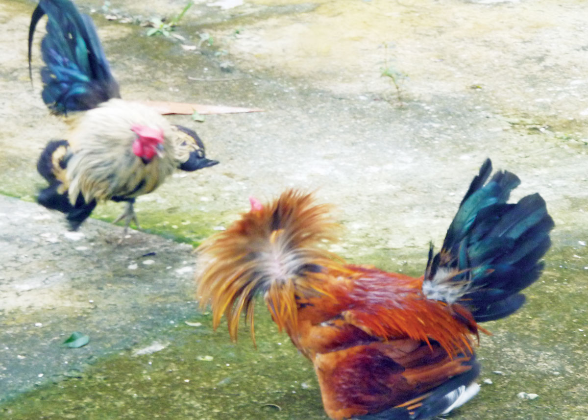 Ngày xuân chơi gà cảnh, gà đá nghệ thuật