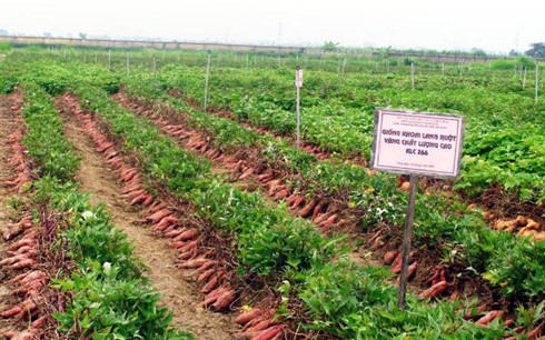Những tỷ phú làm giàu từ khoai lang ở Tuy Đức