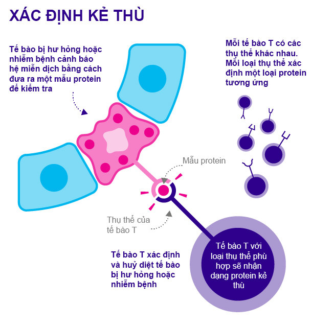 Công nghệ miễn dịch: Hy vọng mới trong chữa ung thư