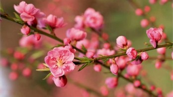 Đàn ông ly hôn, Tết đến mới thấm thía hai tiếng gia đình