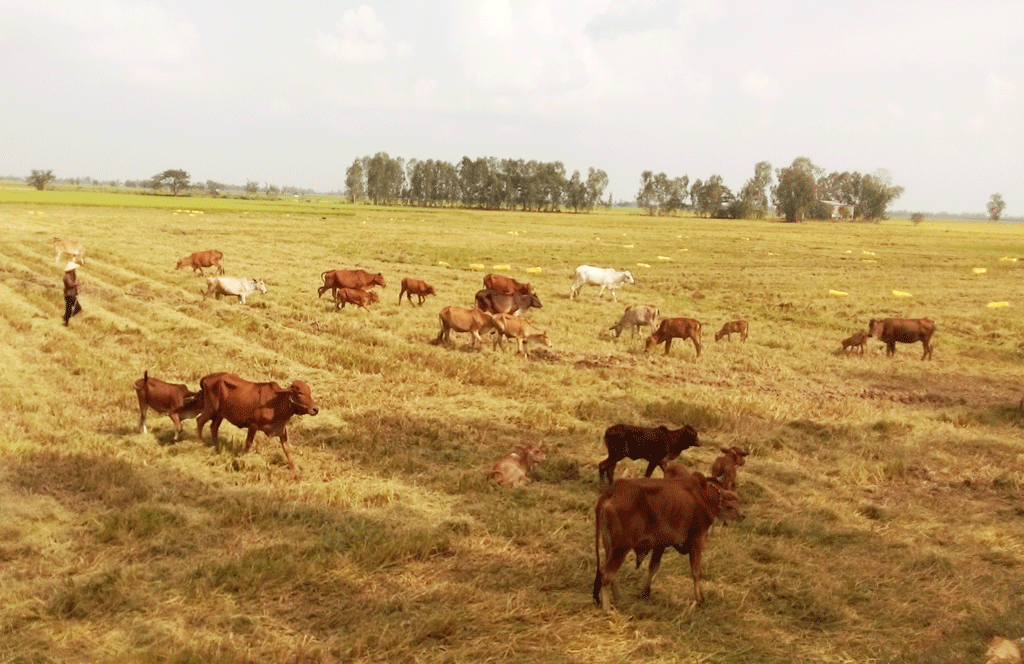 Hưng Điền "khoác áo mới"