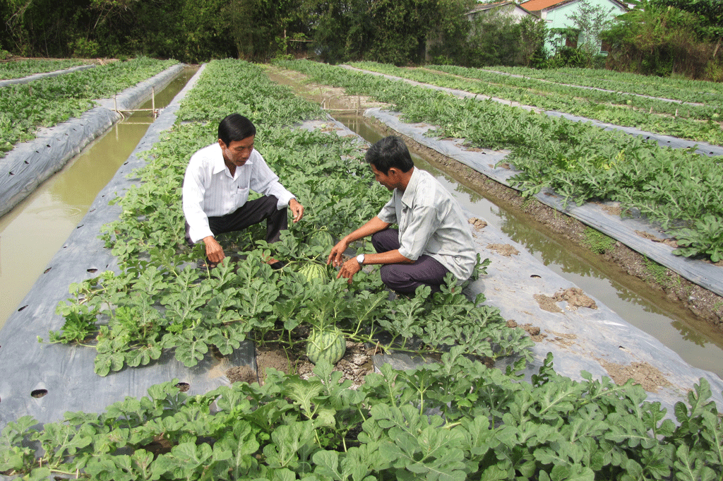 Cần Giuộc: Xây dựng và phát triển vùng sản xuất rau ứng dụng công nghệ cao
