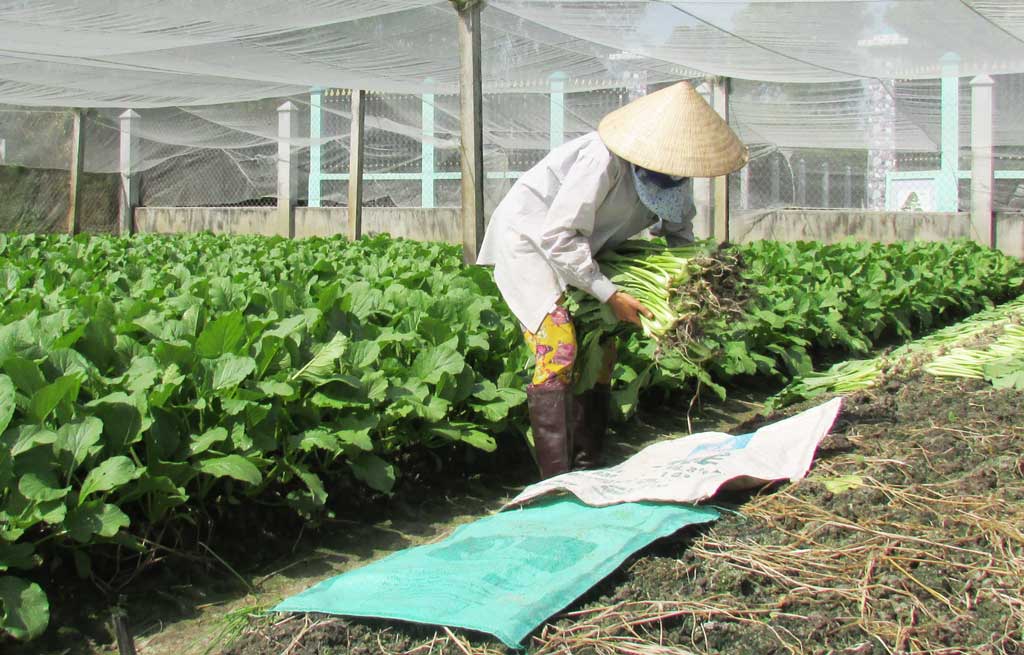 Bảo đảm an toàn thực phẩm đáp ứng nhu cầu người tiêu dùng