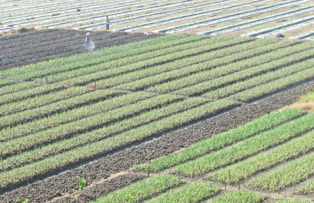 Sản xuất rau công nghệ cao góp phần tăng giá trị nông sản