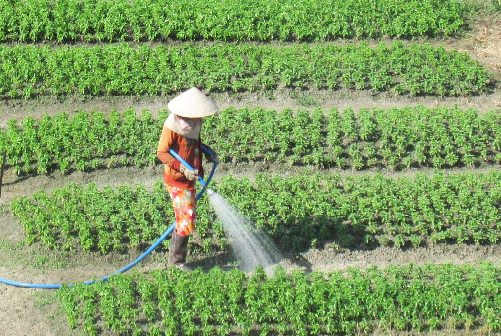 Sản xuất rau công nghệ cao góp phần tăng giá trị nông sản