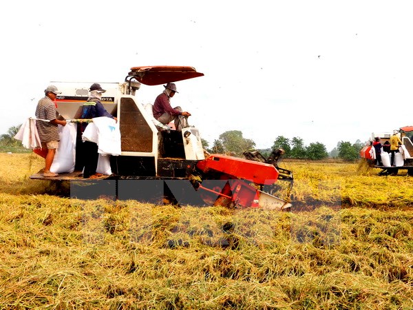 Sản xuất và xuất khẩu gạo Việt Nam vẫn vấp phải rất nhiều khó khăn