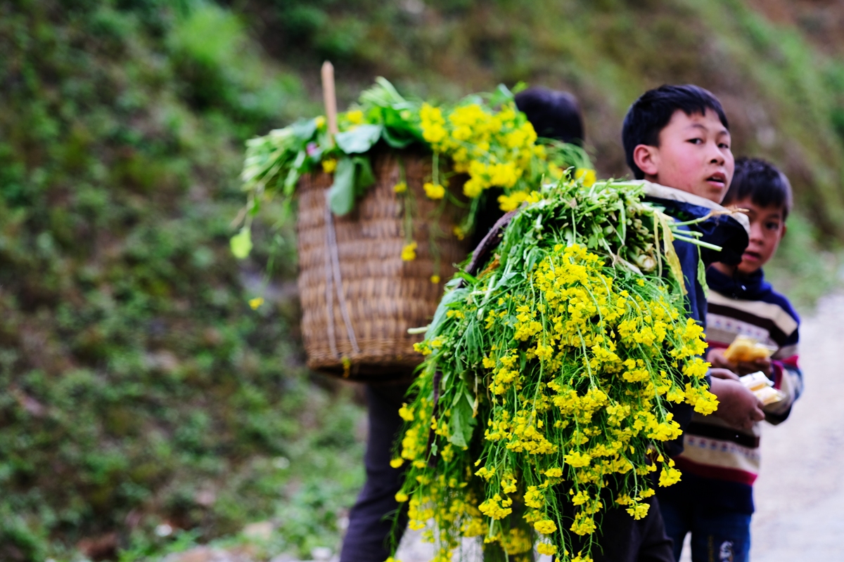 Tour du lịch Mộc Châu - Cải mèo 