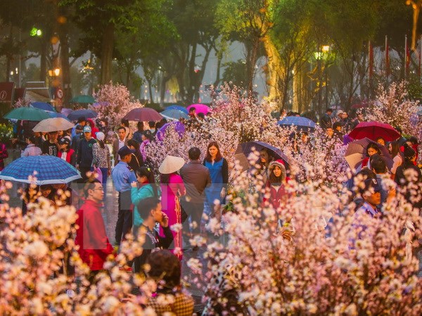 Triển lãm hoa anh đào tại Hà Nội kéo dài thêm một ngày so với dự kiến
