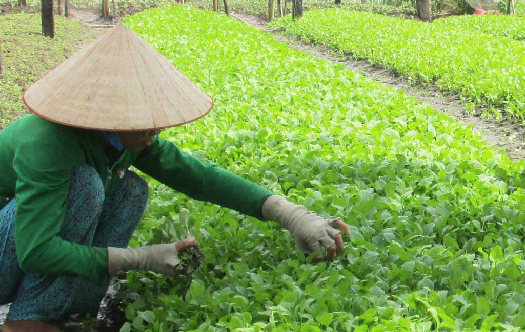 Phát triển nông nghiệp ứng dụng công nghệ cao - Nhiệm vụ rất quan trọng, mang tính lâu dài