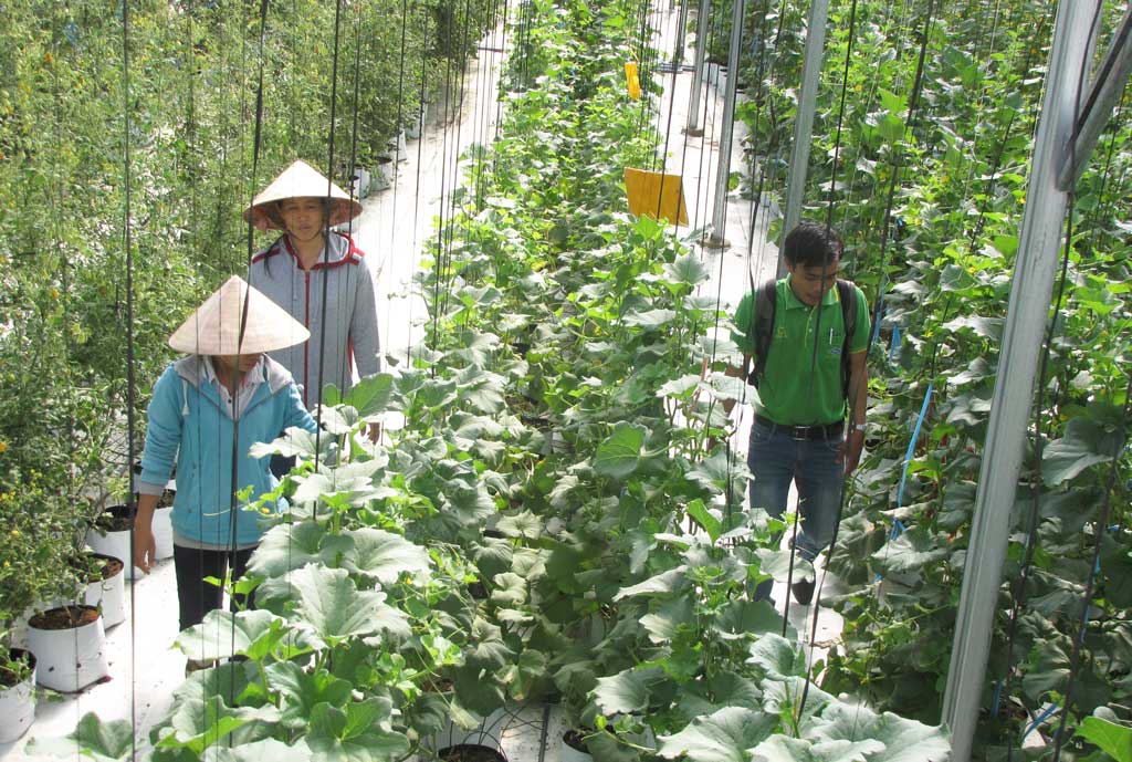 Phát triển nông nghiệp ứng dụng công nghệ cao - Nhiệm vụ rất quan trọng, mang tính lâu dài