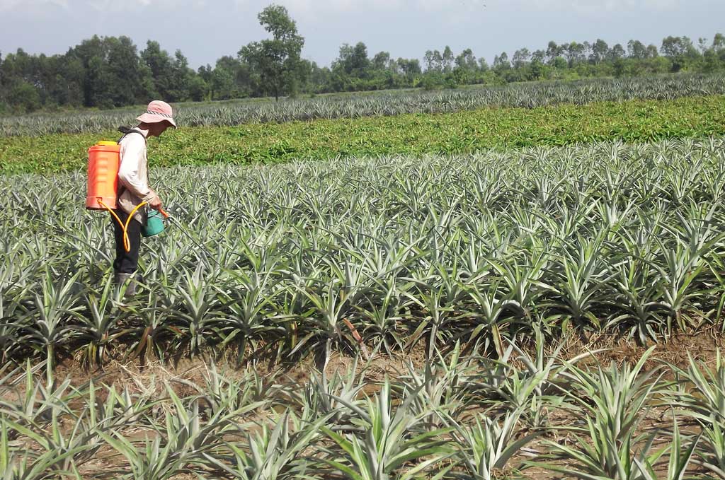 Đa dạng hóa cây trồng, vật nuôi nâng cao giá trị sản xuất