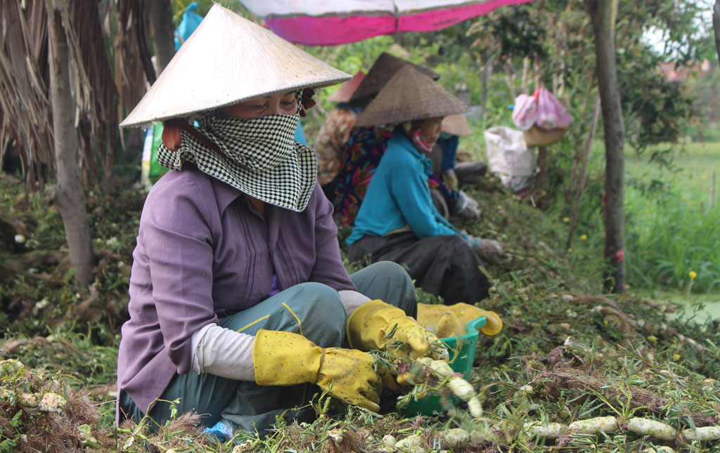 Bình An: Phát triển kinh tế gia đình từ rau nhút