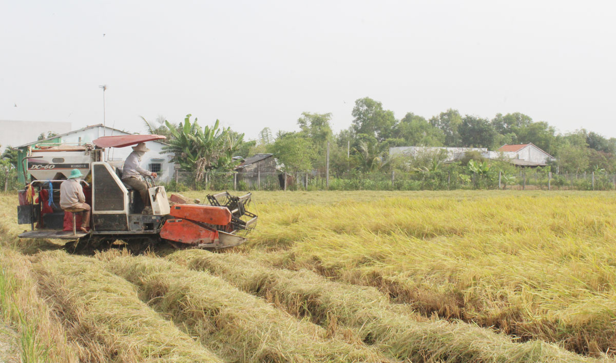 Tân Thạnh: Khởi sắc ở vùng lúa chất lượng cao