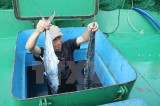 Ngư dân Hà Tĩnh trúng lớn mẻ cá lớn, thu về hàng trăm triệu đồng