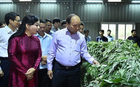 Thủ tướng chủ trì hội nghị bàn giải pháp phát triển dược liệu Việt Nam