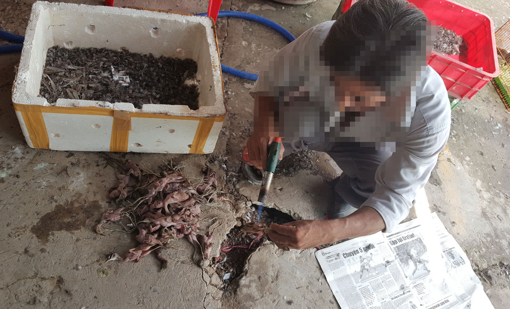 Động vật rừng hoang dã trước nguy cơ bị tận diệt