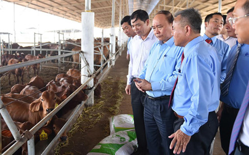 Thủ tướng: Không đưa thêm nhiệt điện than vào Bình Thuận