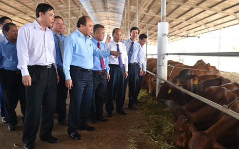 Thủ tướng: Không đưa thêm nhiệt điện than vào Bình Thuận