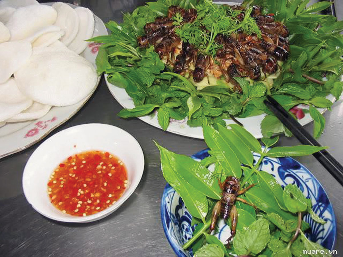 Hấp dẫn món ngon từ dế