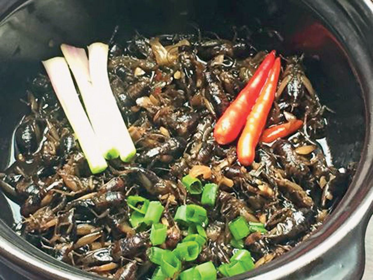 Hấp dẫn món ngon từ dế
