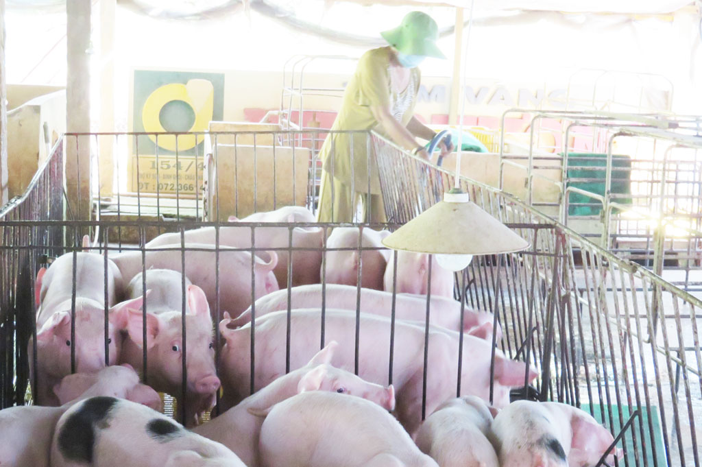 Xúc tiến tiêu thụ nông sản - mở lối cho nông dân