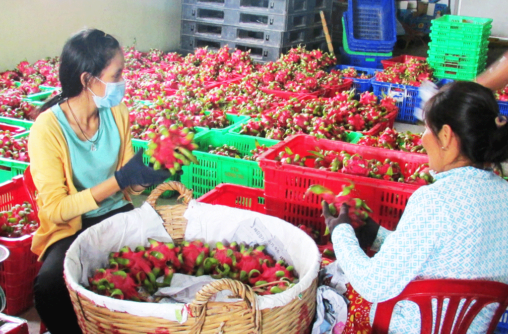 Tập trung xây dựng phát triển kinh tế tập thể