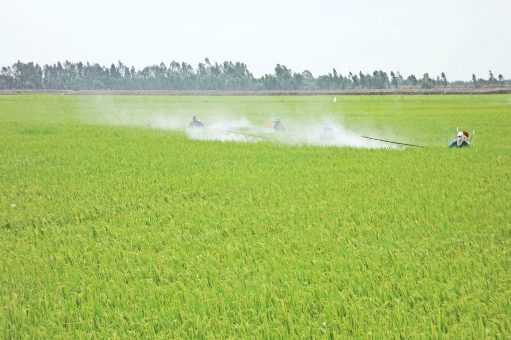 Chủ động trong sản xuất vụ Hè Thu