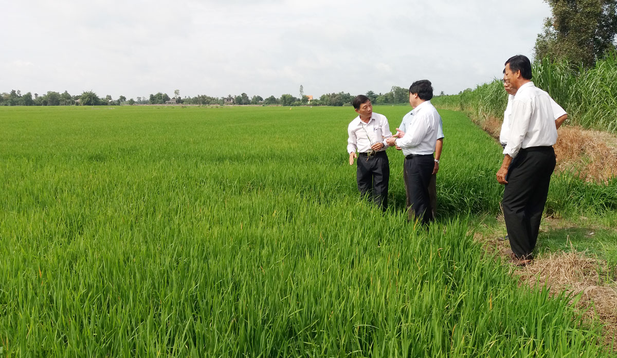 Vụ lúa Hè Thu: Chủ quan, bệnh vàng lùn, lùn xoắn lá gây hại