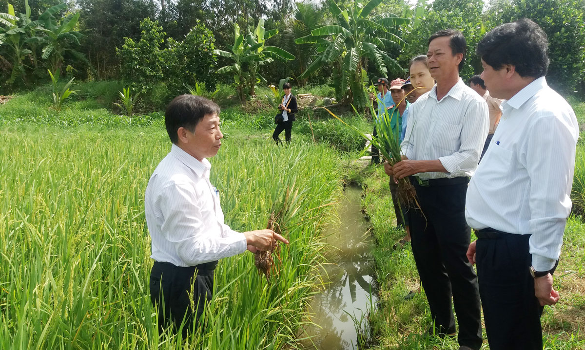Vụ lúa Hè Thu: Chủ quan, bệnh vàng lùn, lùn xoắn lá gây hại