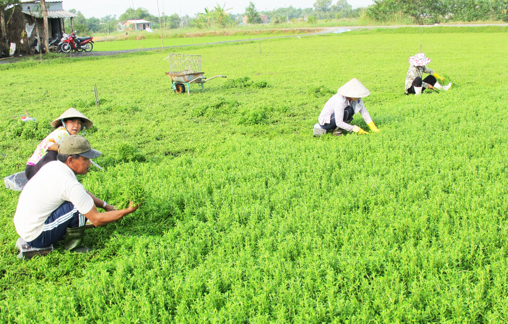 Tìm đầu ra cho nông sản - Bài 3: Những “điểm nghẽn” trong nông nghiệp ứng dụng công nghệ cao