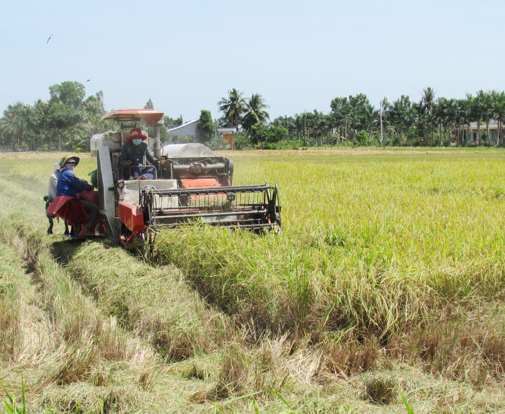 Tập trung phòng trừ rầy nâu, bệnh vàng lùn - lùn xoắn lá