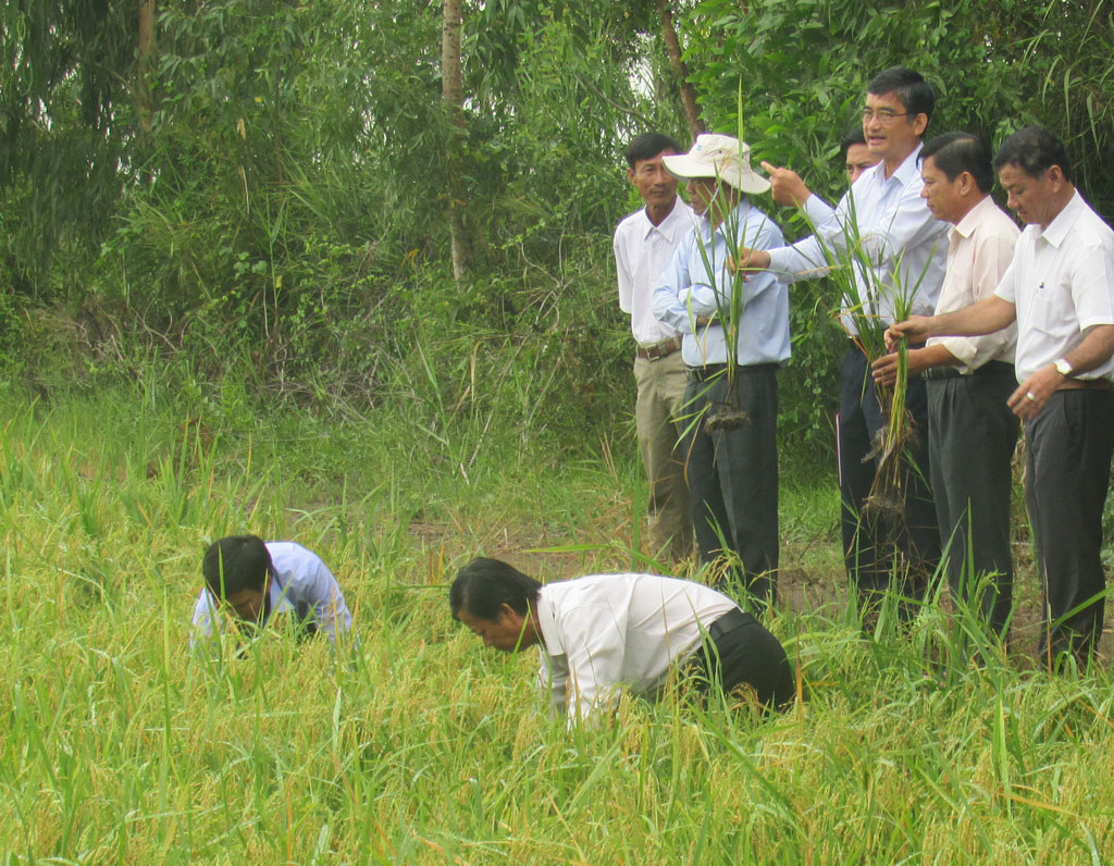 Tập trung phòng trừ rầy nâu, bệnh vàng lùn - lùn xoắn lá