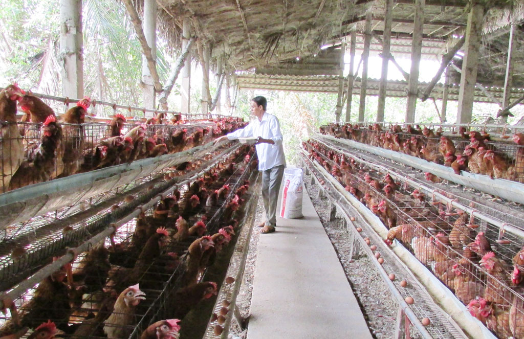 Bảo đảm vệ sinh môi trường trong chăn nuôi - Yêu cầu bức thiết