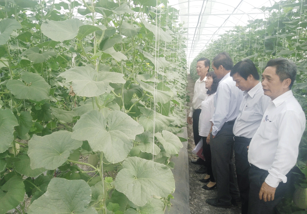 Phát triển nông nghiệp công nghệ cao đạt kết quả bước đầu