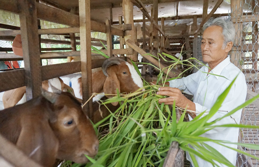 Cựu chiến binh Bình Hiệp chung sức xây dựng nông thôn mới