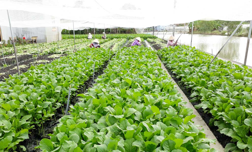 Hội viên, nông dân - Chủ thể xây dựng nông thôn mới
