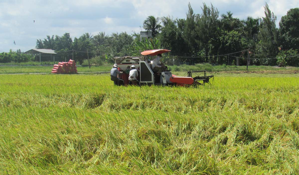Giá lúa tăng - Nông dân phấn khởi