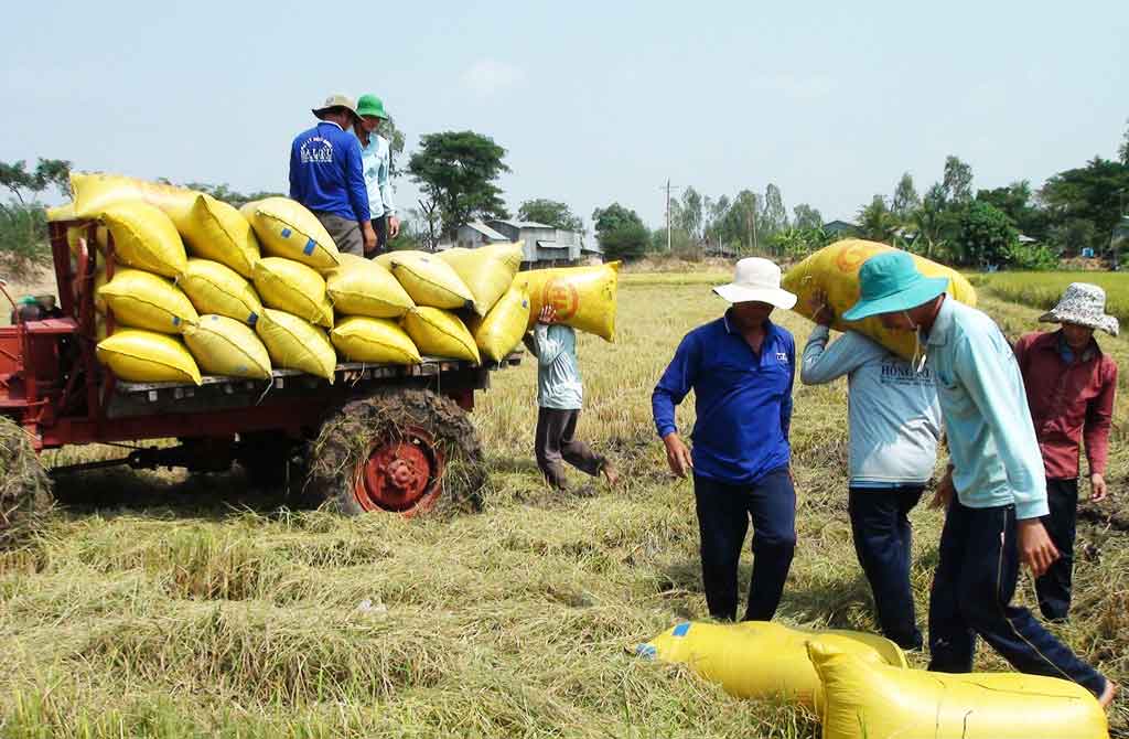 Xây dựng cánh đồng lớn: "4 nhà" cần liên kết chặt chẽ hơn