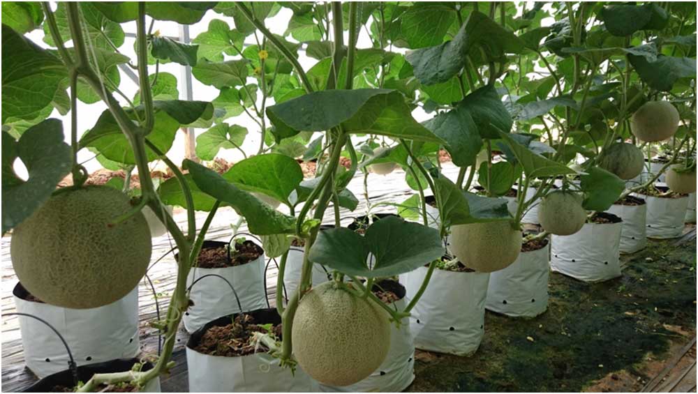 Trồng dưa lưới trong nhà màng Hiệu quả cao nhưng khó mở rộng diện tích #2 Trồng dưa lưới trong nhà màng Hiệu quả cao nhưng khó mở rộng diện tích