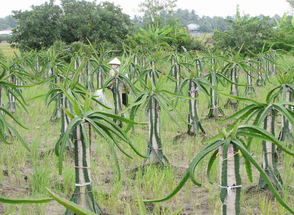 Tân Trụ phát triển vùng thanh long ứng dụng công nghệ cao