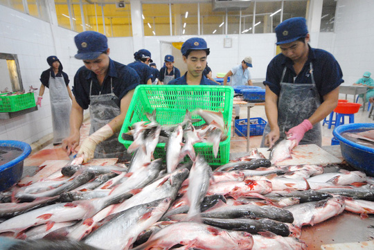 Cá tra bội thu: Tránh phụ thuộc Trung Quốc Chế biến cá tra tại một doanh nghiệp ở ĐBSCL. Ảnh: Ngọc Trinh