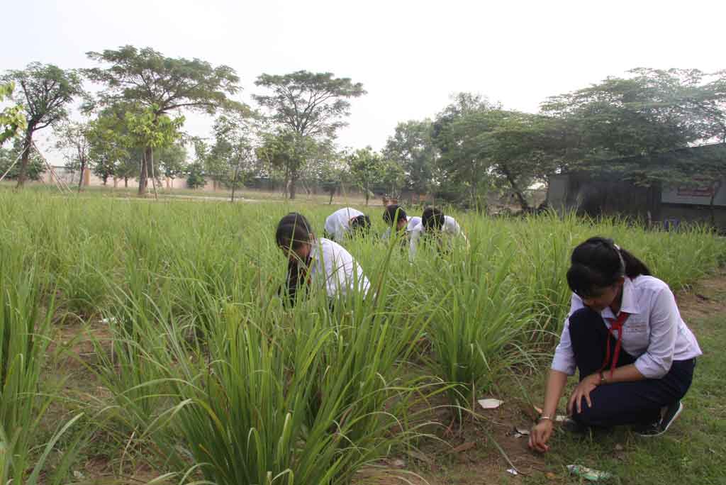 Tham gia mô hình trồng sả trong trường học