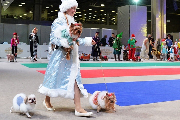 Chó và chủ chó trong một cuộc thi ở Moscow. Cô chủ trong ảnh diện đồ đậm chất băng giá.